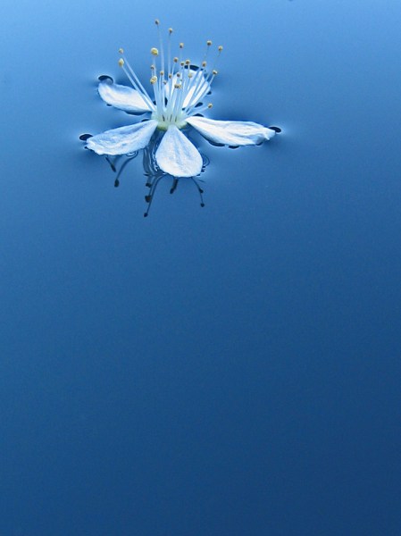 428374138_7fd03837f7_b