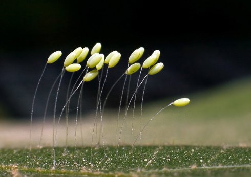 Kehanet Çiçeği de denen, Orta Asya'da üç bin yılda bir açtığına inanılan Udumbara Çiçekleri...