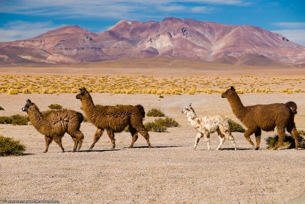 1351917952_b35b1d9719_b