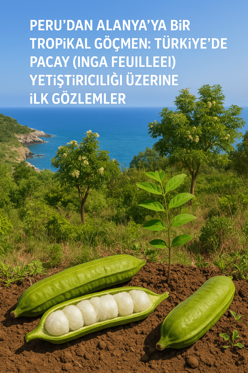 Türkiye'de Dondurma Fasulyesi yetiştirilmesi.